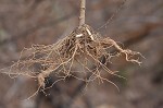 Sawtooth sunflower