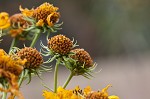 Sawtooth sunflower