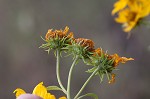 Sawtooth sunflower