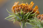 Sawtooth sunflower