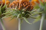 Sawtooth sunflower