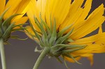 Sawtooth sunflower