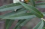 Sawtooth sunflower