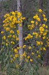 Sawtooth sunflower