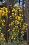 Sawtooth sunflower