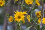 Sawtooth sunflower