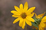 Sawtooth sunflower