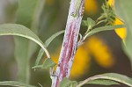 Sawtooth sunflower