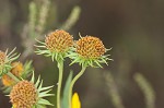 Sawtooth sunflower