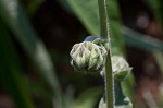 Ashy sunflower