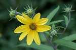 Jerusalem artichoke