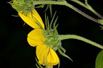 Jerusalem artichoke