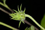 Jerusalem artichoke