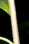 Jerusalem artichoke