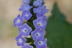 Indian heliotrope