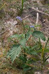 Indian heliotrope