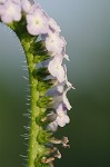 Indian heliotrope