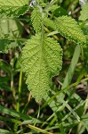 Indian heliotrope