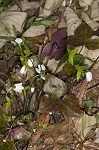 Sharplobe hepatica