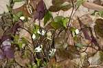 Sharplobe hepatica