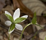 Sharplobe hepatica