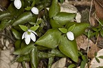 Sharplobe hepatica