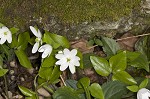 Sharplobe hepatica