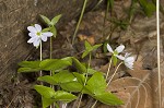 Sharplobe hepatica