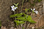 Sharplobe hepatica