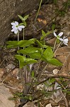 Sharplobe hepatica