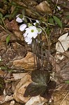 Sharplobe hepatica