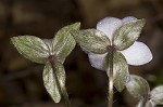 Sharplobe hepatica