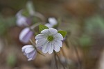 Sharplobe hepatica