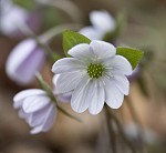 Sharplobe hepatica