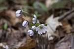 Sharplobe hepatica