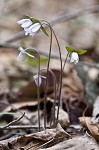 Sharplobe hepatica