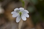 Sharplobe hepatica