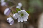 Sharplobe hepatica