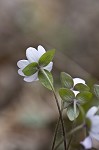 Sharplobe hepatica