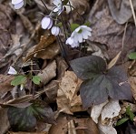 Sharplobe hepatica