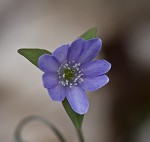 Sharplobe hepatica