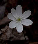 Sharplobe hepatica