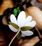 Sharplobe hepatica