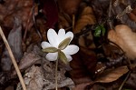 Sharplobe hepatica