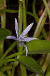 Blue mudplantain