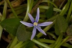 Blue mudplantain