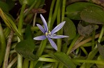 Blue mudplantain