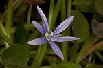 Blue mudplantain