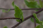 Camphorweed