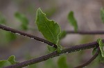 Camphorweed